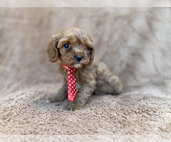 Medium Photo #4 Cavapoo (Miniature) Puppy For Sale in LAKELAND, FL, USA