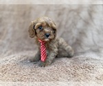 Small #3 Cavapoo (Miniature)