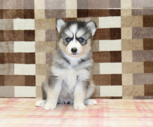 Medium Photo #3 Pomsky Puppy For Sale in DENVER, PA, USA