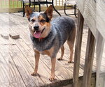 Small #1 Mutt