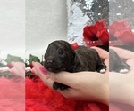 Image preview for Ad Listing. Nickname: Red boy