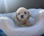Puppy Benny Zuchon