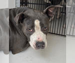 Small #8 American Pit Bull Terrier Mix