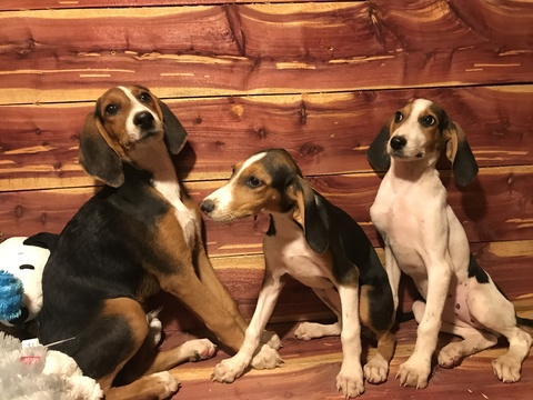 Medium Photo #1 American Foxhound Puppy For Sale in GROVESPRING, MO, USA