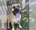 Small #1 Mastiff Mix