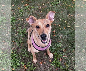 Lillian - Female Mutt Dog for Adoption - Photo #6
