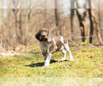 Small Photo #4 German Shorthaired Pointer Puppy For Sale in BRISTOL, IN, USA