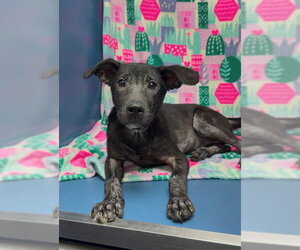 JULIETTE - Female American Pit Bull Terrier Dog for Adoption - Photo #2