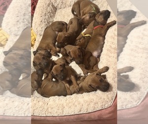 Rhodesian Ridgeback Puppy for sale in MADISON, GA, USA
