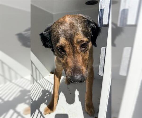 Medium Photo #1 Labrador Retriever Puppy For Sale in Houston, TX, USA