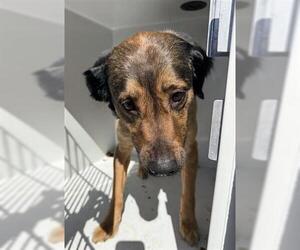 Labrador Retriever Dogs for adoption in Houston, TX, USA