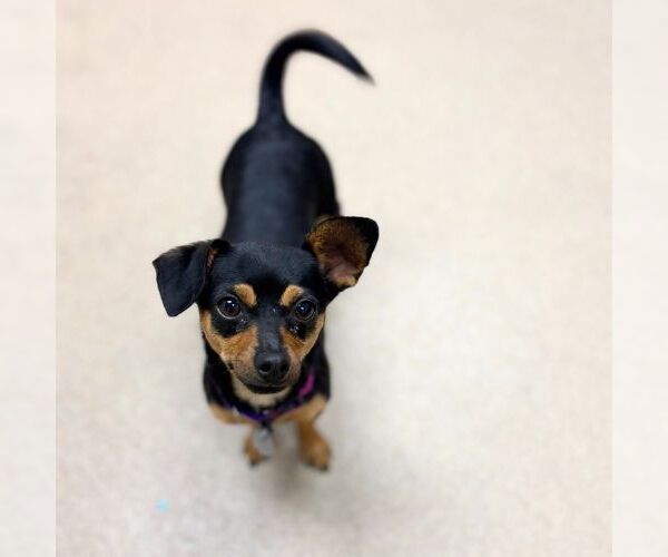 Medium Photo #1 Chihuahua-Unknown Mix Puppy For Sale in Aurora, CO, USA