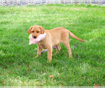 Small #7 Labrador Retriever