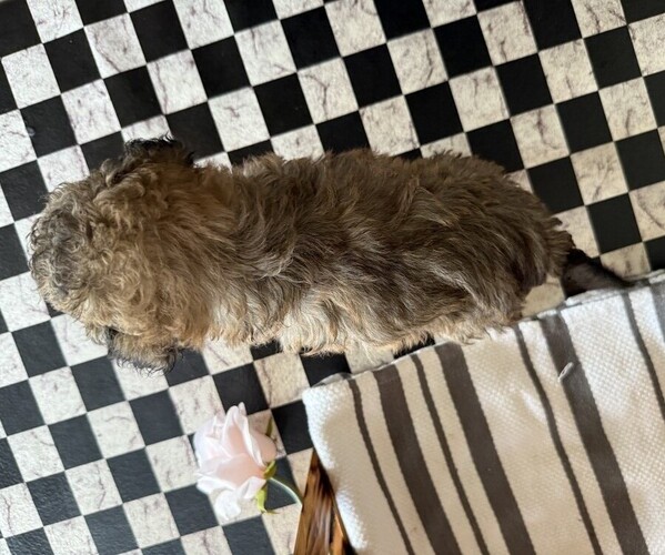 Medium Photo #4 Poodle (Miniature) Puppy For Sale in CURTISS, WI, USA