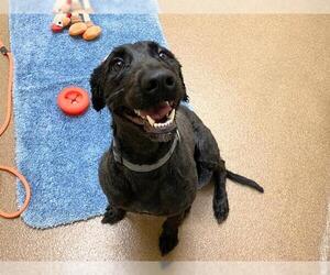 Goldendoodle Dogs for adoption in Fort Wayne, IN, USA