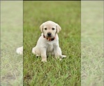 Puppy Puppy I Labrador Retriever