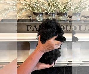 ShihPoo Puppy for sale in SUMMERDALE, AL, USA