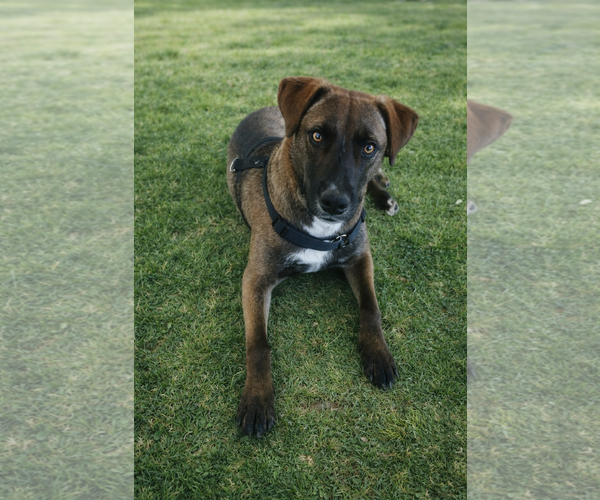 Medium Photo #1 Labrador Retriever-Unknown Mix Puppy For Sale in MIDWAY, UT, USA