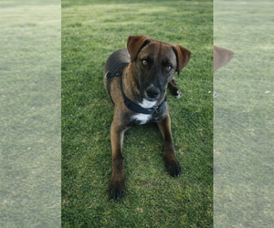 Labrador Retriever-Unknown Mix Dogs for adoption in MIDWAY, UT, USA