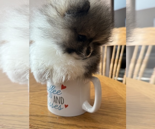 Medium Photo #2 Pomeranian Puppy For Sale in BYERS, CO, USA
