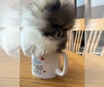 Small #1 Pomeranian