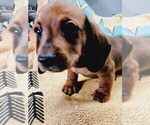 Small Photo #3 Dachshund Puppy For Sale in COFFEYVILLE, KS, USA