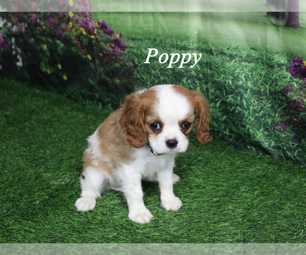 Medium Photo #14 Cavalier King Charles Spaniel Puppy For Sale in CHANUTE, KS, USA