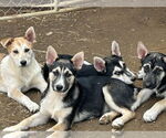 Small #5 Siberian Husky Mix