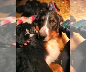Mother of the Bernedoodle puppies born on 11/16/2019