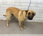 Small German Shepherd Dog
