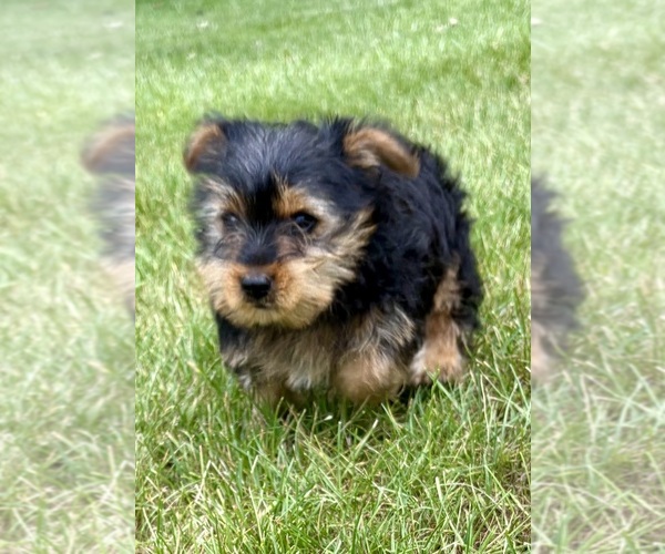 Medium Photo #2 Yorkshire Terrier Puppy For Sale in FAIR HAVEN, MI, USA