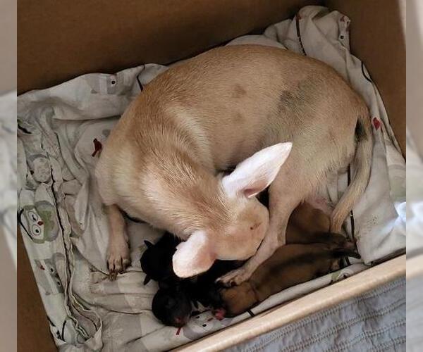 Medium Photo #4 Chihuahua Puppy For Sale in Parlier, CA, USA