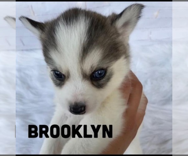 Medium Photo #2 Pomsky Puppy For Sale in CARROLLWOOD, FL, USA