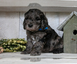 Puppy Toby Miniature Labradoodle