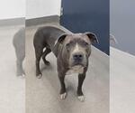 Small Staffordshire Bull Terrier