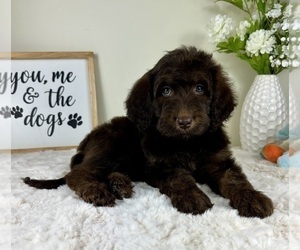 Medium Labradoodle