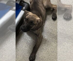 Labrador Retriever-Unknown Mix Dogs for adoption in Sterling, MA, USA