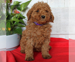Small Photo #1 Goldendoodle-Poodle (Miniature) Mix Puppy For Sale in PARADISE, PA, USA