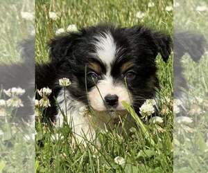 Medium Miniature Australian Shepherd