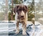 Small Photo #5 German Shorthaired Pointer Puppy For Sale in WOODLAND PARK, CO, USA