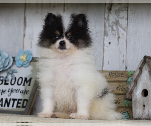 Medium Photo #9 Pomeranian Puppy For Sale in FREDERICKSBG, OH, USA