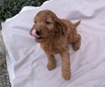 Small Photo #22 Irish Doodle Puppy For Sale in GOSHEN, IN, USA