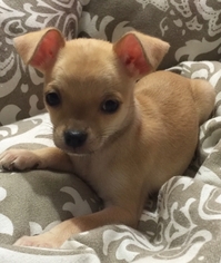 Chihuahua Puppy for sale in Orlando, FL, USA