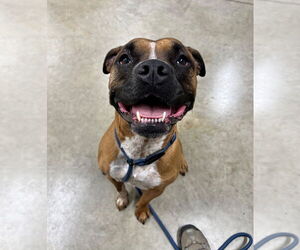 Boxer-Staffordshire Bull Terrier Mix Dogs for adoption in Pierceton , IN, USA