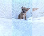 Small Photo #9 French Bulldog Puppy For Sale in FLORENCE, KY, USA
