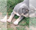 Small Photo #7 American Bully Puppy For Sale in EDON, OH, USA