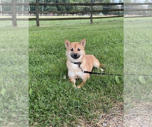 Shiba Inu Puppy for sale in CANOGA, NY, USA