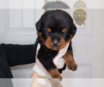 Small Photo #1 Rottweiler Puppy For Sale in FLAGSTAFF, AZ, USA