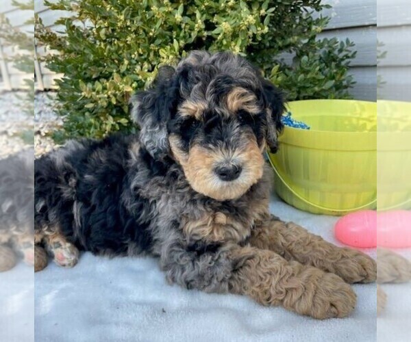 Medium Photo #1 Goldendoodle (Miniature) Puppy For Sale in NEWPORT, PA, USA