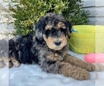 Small Photo #1 Goldendoodle (Miniature) Puppy For Sale in NEWPORT, PA, USA